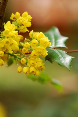 Mahonia aquifolium - mahónie cesmínolistá - květ